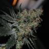 семена конопли медицинской Grapefruit Diesel feminised семена конопли медицинской Grapefruit Diesel feminised