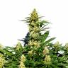 семена конопли для выращивания Grapefruit Diesel feminised семена конопли для выращивания Grapefruit Diesel feminised