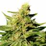 семена конопли марихуаны Grapefruit Diesel feminised семена конопли марихуаны Grapefruit Diesel feminised