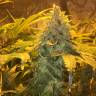 семена конопли для посадки купить Grapefruit Diesel feminised семена конопли для посадки купить Grapefruit Diesel feminised