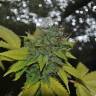 семена конопли скороспелый купить Grapefruit Diesel feminised семена конопли скороспелый купить Grapefruit Diesel feminised