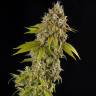 Auto Girl Scout Cookies feminised Ganja Seeds Auto Girl Scout Cookies feminised Ganja Seeds