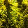 семена конопли феминизированные Amnesia Lemon feminised Barneys Farm семена конопли феминизированные Amnesia Lemon feminised Barneys Farm