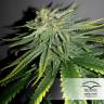 семена конопли дешево Durban Poison regular Dutch Passion Seeds семена конопли дешево Durban Poison regular Dutch Passion Seeds