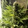 семена конопли сорта сатива Durban Poison regular Dutch Passion Seeds семена конопли сорта сатива Durban Poison regular Dutch Passion Seeds