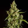 семена конопли дешево Jamaican Blueberry BX regular Philosopher Seeds семена конопли дешево Jamaican Blueberry BX regular Philosopher Seeds