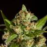 семена конопли гидропоники Jamaican Blueberry BX regular Philosopher Seeds семена конопли гидропоники Jamaican Blueberry BX regular Philosopher Seeds