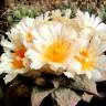 Семена кактуса Ariocarpus retusus Семена кактуса Ariocarpus retusus