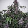 семена конопли в России Auto Bloody Skunk feminised семена конопли в России Auto Bloody Skunk feminised