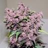 семена конопли почтой Auto Bloody Skunk feminised семена конопли почтой Auto Bloody Skunk feminised