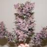 заказать качественные семена конопли Auto Bloody Skunk feminised заказать качественные семена конопли Auto Bloody Skunk feminised
