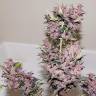 заказать на сайте семена конопли Auto Bloody Skunk feminised заказать на сайте семена конопли Auto Bloody Skunk feminised