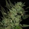 семена конопли в оригинальных упаковках Grapefruit Haze feminised семена конопли в оригинальных упаковках Grapefruit Haze feminised