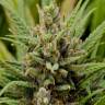 семена конопли недорого Grapefruit Haze feminised семена конопли недорого Grapefruit Haze feminised