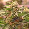 Bars feminised Bang Seeds Bars feminised Bang Seeds
