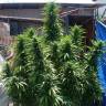 семена конопли индика Kaboom aka La Reina de Africa feminised Kannabia Seeds семена конопли индика Kaboom aka La Reina de Africa feminised Kannabia Seeds