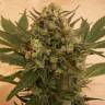 заказ семян конопли Chrystal regular Nirvana Seeds заказ семян конопли Chrystal regular Nirvana Seeds