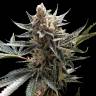 семена конопли в фирменной упаковке Tangie regular Reserva Privada семена конопли в фирменной упаковке Tangie regular Reserva Privada