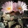 Заказать семена кактуса Ariocarpus MIX Заказать семена кактуса Ariocarpus MIX