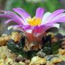 Семена кактуса Ariocarpus MIX Семена кактуса Ariocarpus MIX