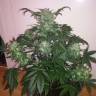 семена индийской конопли Auto Blue Diesel feminised семена индийской конопли Auto Blue Diesel feminised