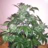 мощные семена конопли Auto Blue Diesel feminised мощные семена конопли Auto Blue Diesel feminised