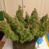 семена конопли интернет магазин Auto Blue Diesel feminised семена конопли интернет магазин Auto Blue Diesel feminised