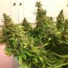 автоцветущие семена конопли Auto Blue Diesel feminised автоцветущие семена конопли Auto Blue Diesel feminised