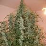 автоцветущие семена конопли Auto Green Crack feminised автоцветущие семена конопли Auto Green Crack feminised