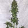 семена конопли f1 в оригинальной упаковке Auto Green Crack feminised семена конопли f1 в оригинальной упаковке Auto Green Crack feminised