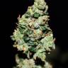 семена сортовой конопли Auto Green Crack feminised семена сортовой конопли Auto Green Crack feminised