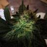 заказ семян конопли Москва 8 Ball Kush feminised Barneys Farm заказ семян конопли Москва 8 Ball Kush feminised Barneys Farm