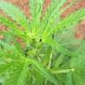 семена конопли автоцвет Auto Skunk feminised Strain Hunters Seeds семена конопли автоцвет Auto Skunk feminised Strain Hunters Seeds