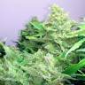 заказ семян конопли Москва Auto Blueberry x Blue Mystic feminised заказ семян конопли Москва Auto Blueberry x Blue Mystic feminised