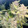 семена конопли Россия Auto Blueberry x Blue Mystic feminised семена конопли Россия Auto Blueberry x Blue Mystic feminised