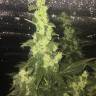 семена конопли для курения Auto Blueberry x Blue Mystic feminised семена конопли для курения Auto Blueberry x Blue Mystic feminised