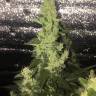семена конопли сорта сатива Auto Blueberry x Blue Mystic feminised семена конопли сорта сатива Auto Blueberry x Blue Mystic feminised
