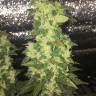 семена конопли медицинской Auto Blueberry x Blue Mystic feminised семена конопли медицинской Auto Blueberry x Blue Mystic feminised
