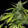 семена конопли дешево Auto Blueberry x Blue Mystic feminised семена конопли дешево Auto Blueberry x Blue Mystic feminised
