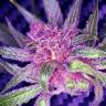 семена конопли курьером Auto Blueberry Haze feminised семена конопли курьером Auto Blueberry Haze feminised