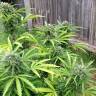 семена конопли Россия Beshbarmak feminised Bang Seeds семена конопли Россия Beshbarmak feminised Bang Seeds