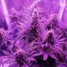 заказать качественные семена конопли Blue Cheese feminised Barneys Farm заказать качественные семена конопли Blue Cheese feminised Barneys Farm