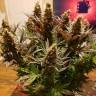 заказать на сайте семена конопли Blue Cheese feminised Barneys Farm заказать на сайте семена конопли Blue Cheese feminised Barneys Farm