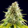 семена конопли для выращивания Mataro Blue feminised Kannabia Seeds семена конопли для выращивания Mataro Blue feminised Kannabia Seeds