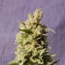 семена конопли марихуаны Mataro Blue feminised Kannabia Seeds семена конопли марихуаны Mataro Blue feminised Kannabia Seeds