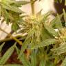 где можно заказать семена конопли Hawaii Maui Waui regular Nirvana Seeds где можно заказать семена конопли Hawaii Maui Waui regular Nirvana Seeds