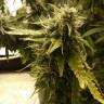 семена конопли скороспелый купить Auto + Speed feminised Sweet Seeds семена конопли скороспелый купить Auto + Speed feminised Sweet Seeds