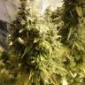 семена конопли гидропоники Auto + Speed feminised Sweet Seeds семена конопли гидропоники Auto + Speed feminised Sweet Seeds