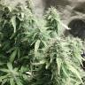 семена конопли дешево Auto + Speed feminised Sweet Seeds семена конопли дешево Auto + Speed feminised Sweet Seeds