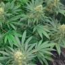 семена конопли интернет магазин Early Skunk feminised семена конопли интернет магазин Early Skunk feminised